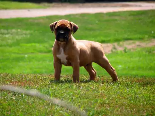 Play Boxer Dog Live Wallpaper