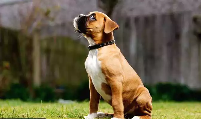 Play Boxer Dog Live Wallpaper