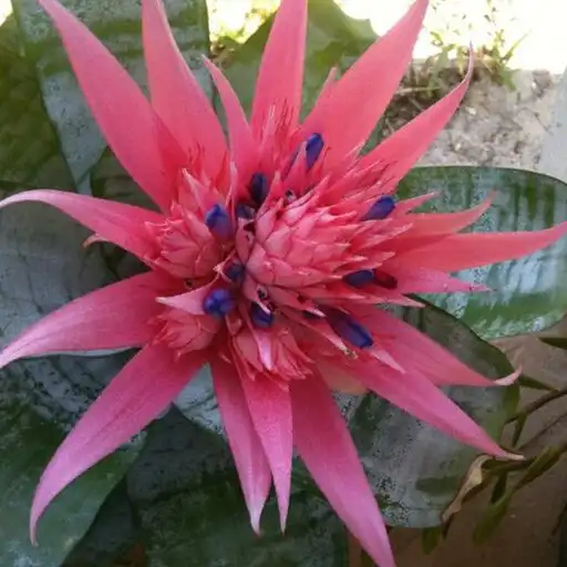 Play Bromelia FLowers Wallpaper HD APK