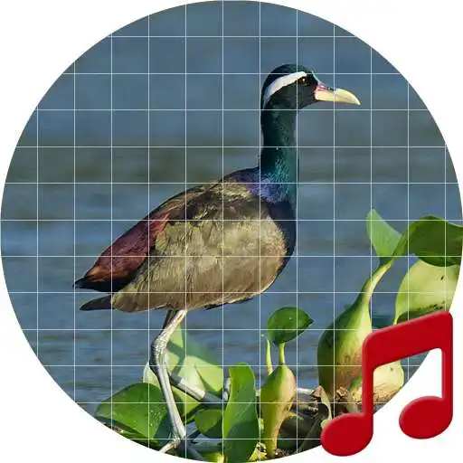 Play Bronze-winged jacana bird sounds ~ Sboard.pro APK