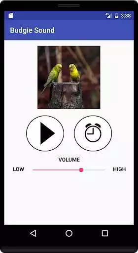 Play Budgie Sound