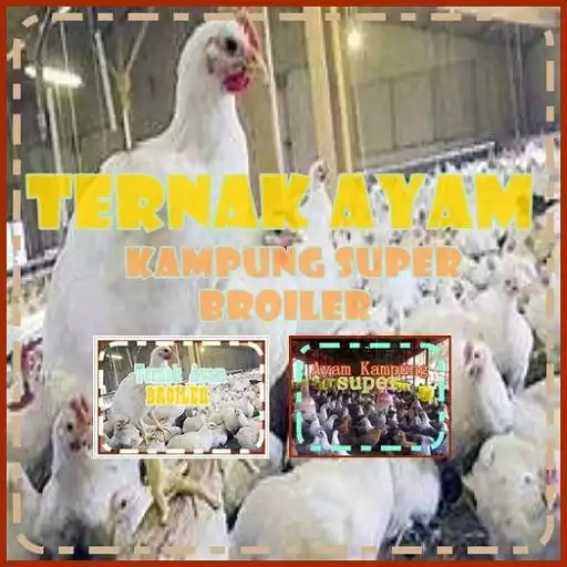 Play Budidaya Ayam APK