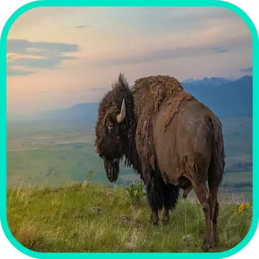 Play Buffalo Wallpaper APK