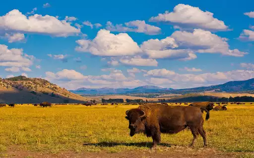 Play Buffalo Wallpaper  and enjoy Buffalo Wallpaper with UptoPlay