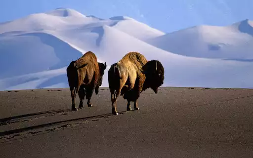 Play Buffalo Wallpaper as an online game Buffalo Wallpaper with UptoPlay