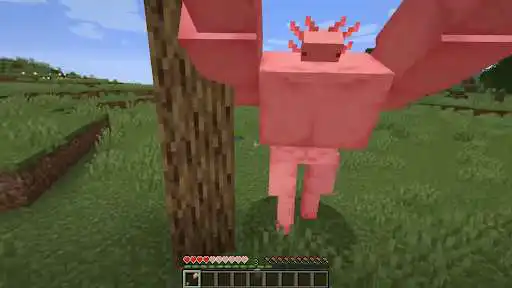 Play Buff Axolotl skins For MCPE  and enjoy Buff Axolotl skins For MCPE with UptoPlay