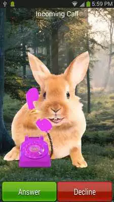 Play Bunny Call