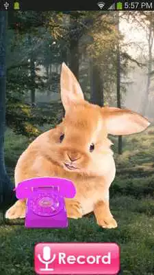 Play Bunny Call