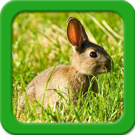 Free play online Bunny Live Wallpapers APK