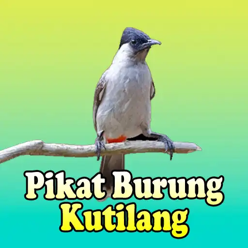 Play Burung Kutilang Gacor APK