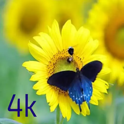 Free play online Butterflies APK