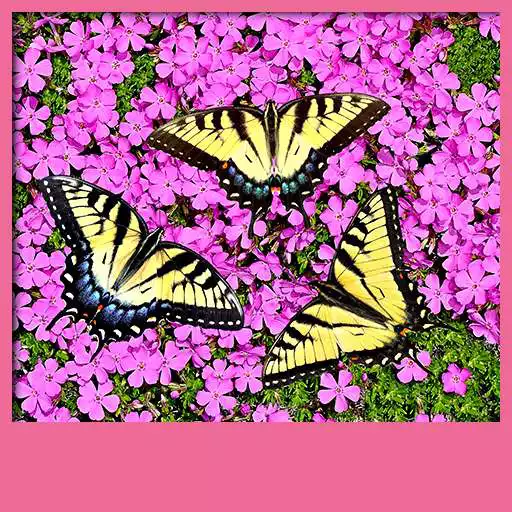 Free play online Butterflies Live Wallpapers  APK