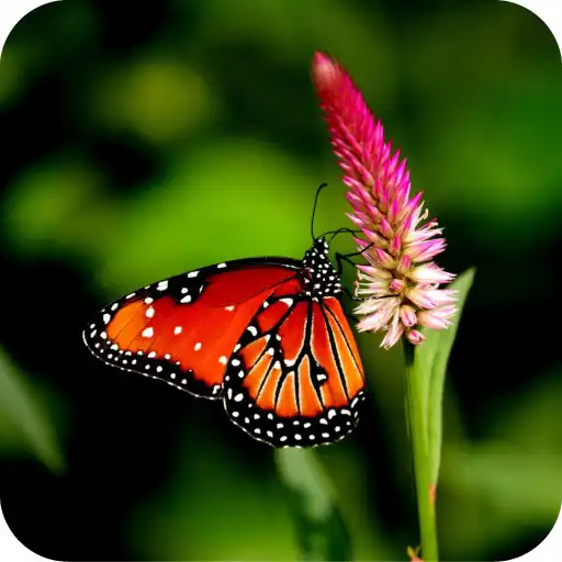 Play Butterfly HD Wallpaper APK