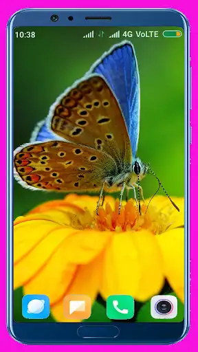 Play Butterfly HD Wallpaper  and enjoy Butterfly HD Wallpaper with UptoPlay