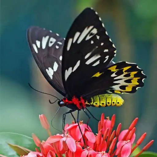 Play Butterfly Wallpaper Aesthetic HD 4K APK