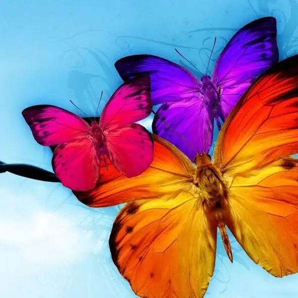 Play Butterfly Wallpapers 2  and enjoy Butterfly Wallpapers 2 with UptoPlay