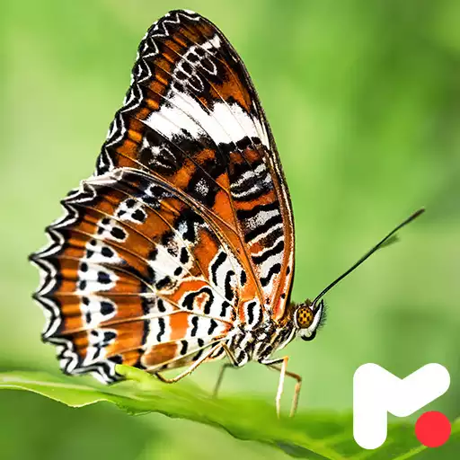 Play Butterfly Wallpapers APK