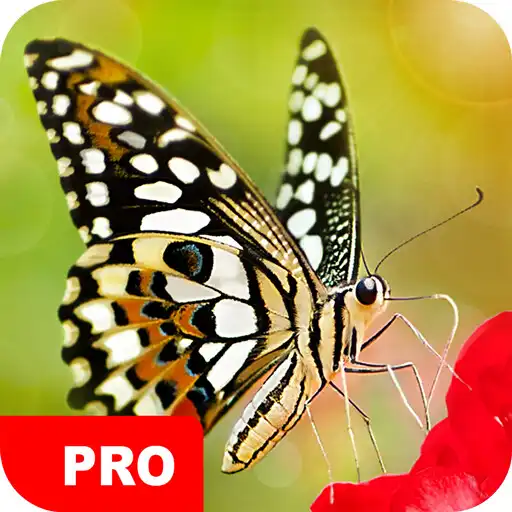 Play Butterfly Wallpapers PRO APK