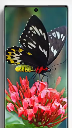 Play Butterfly Wallpapers  and enjoy Butterfly Wallpapers with UptoPlay