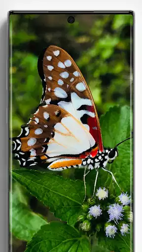 Play Butterfly Wallpapers as an online game Butterfly Wallpapers with UptoPlay