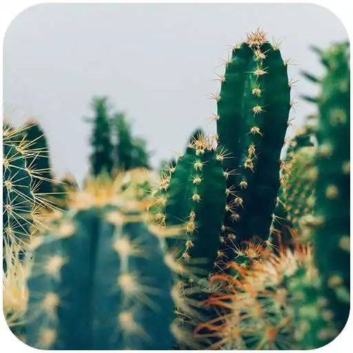 Play Cactus wallpaper HD APK