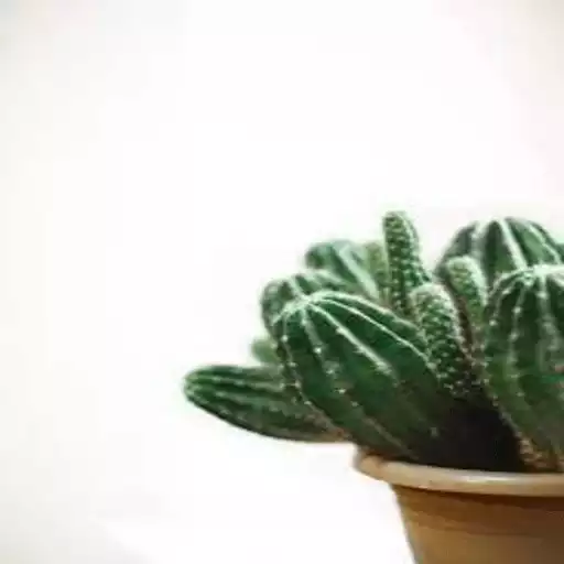 Play Cactus Wallpaper APK