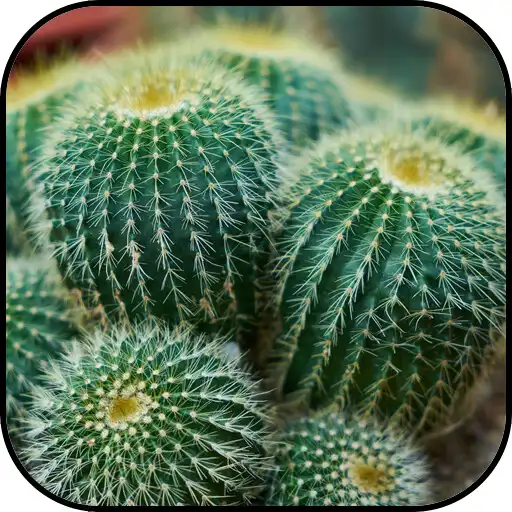 Free play online Cactus Wallpapers APK