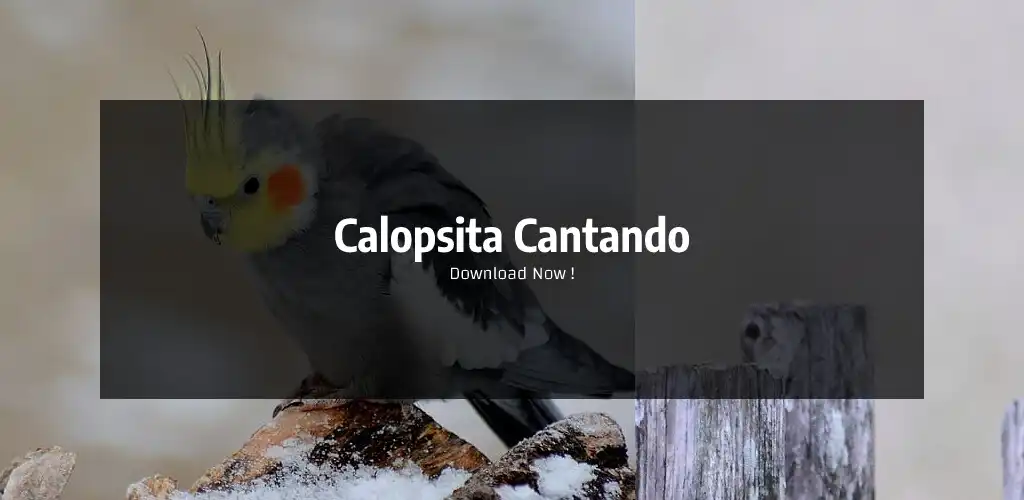 Play calopsita cantando  and enjoy calopsita cantando with UptoPlay