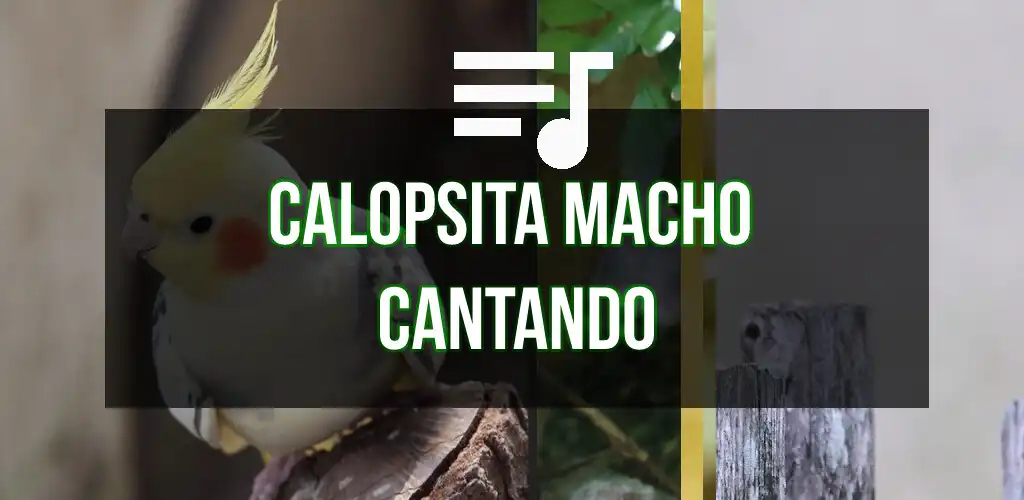 Play Calopsita macho cantando  and enjoy Calopsita macho cantando with UptoPlay