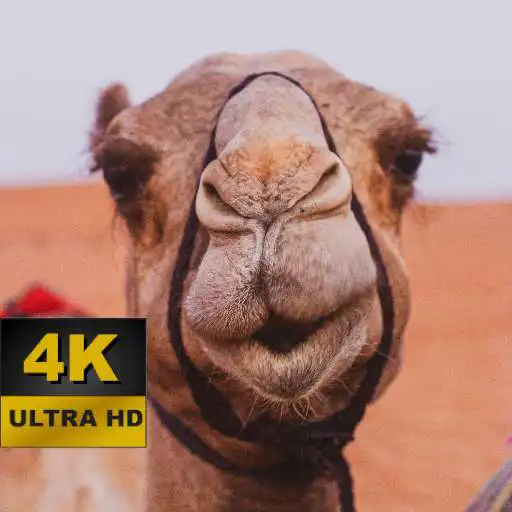 Play Camel Wallpapers - 4K and UHD APK