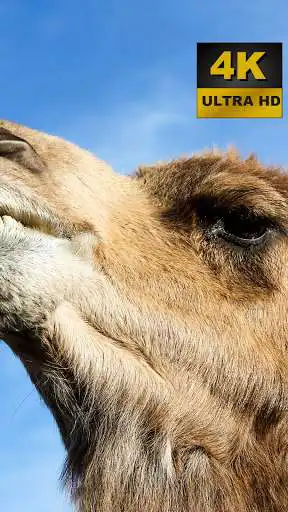 Play Camel Wallpapers - 4K and UHD  and enjoy Camel Wallpapers - 4K and UHD with UptoPlay