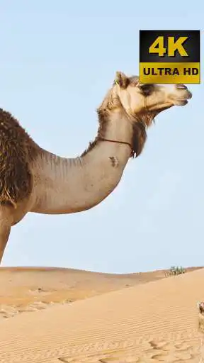 Play Camel Wallpapers - 4K and UHD as an online game Camel Wallpapers - 4K and UHD with UptoPlay