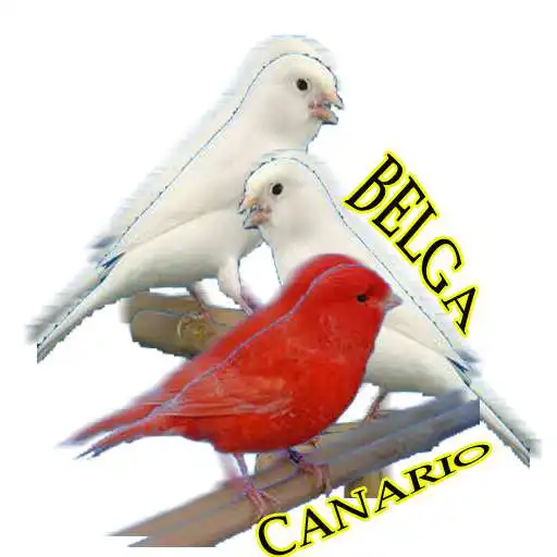 Play Canario Belga Novo 2020 Mestre completos APK