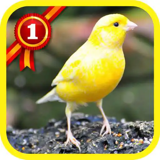 Play Canary Birds APK