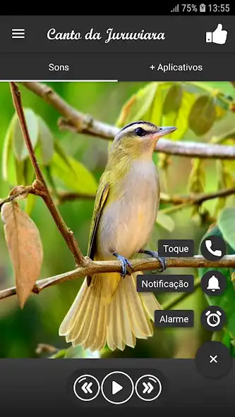 Play Canto da Juruviara as an online game Canto da Juruviara with UptoPlay