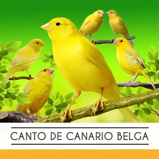 Play Canto De Canário Belga APK