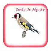 Free play online Canto De Jilguero Reclamo APK