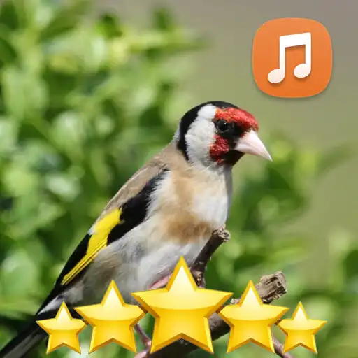 Play Canto del jilguero gratis APK