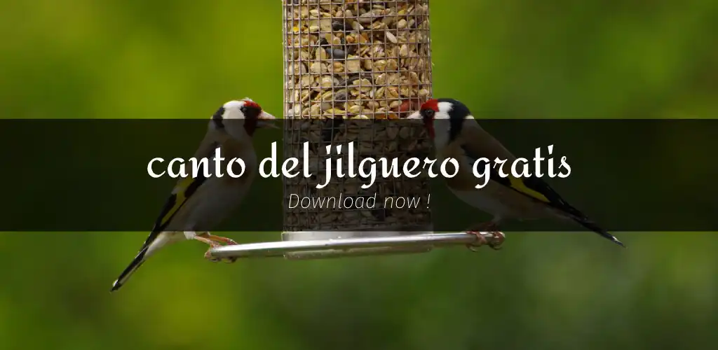 Play Canto del jilguero gratis  and enjoy Canto del jilguero gratis with UptoPlay