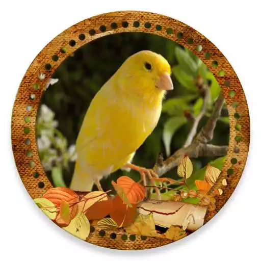 Play Cantos Canaries  (SongsBirds) APK