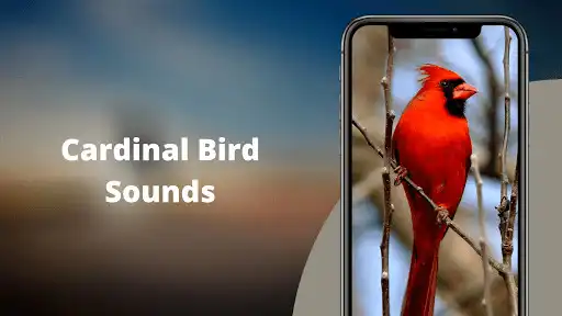 Play Cardinal Bird Sounds  and enjoy Cardinal Bird Sounds with UptoPlay