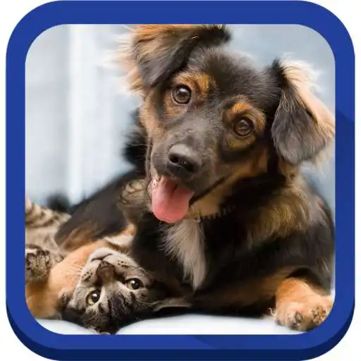 Free play online cat and dog wallpapers APK