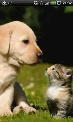 Play cat and dog wallpapers