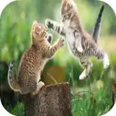 Free play online Cat Fight Wallpapers APK