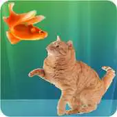 Free play online Cat Fishing Nice Free Game! APK