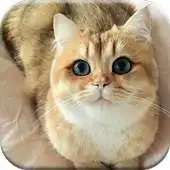 Free play online Cat Lover - Wallpaper Collection APK