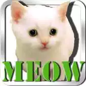 Free play online Cat Meow App APK