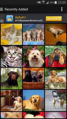 Play Cats  Dogs Set Wallpapers