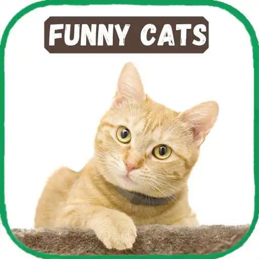 Play Cats Funny Video Collection APK