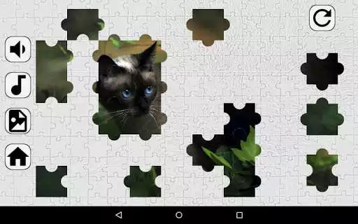 Play Cats Puzzles